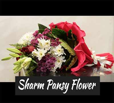 Sharm Pansy